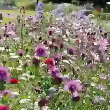 Perennial Turkish Delight Mix